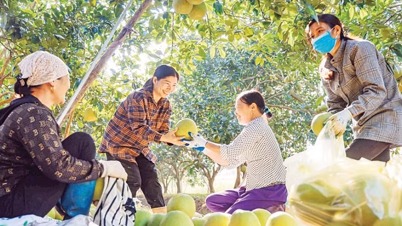 Pomelo cultivation contributes to a stable income for many households in Vinh Phu Commune, Phu Tho Province. (Photo: PHUNG HAI)