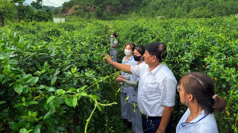 Pham Viet Trung introduces the properties and effects of the Gymnema sylvestre plant.