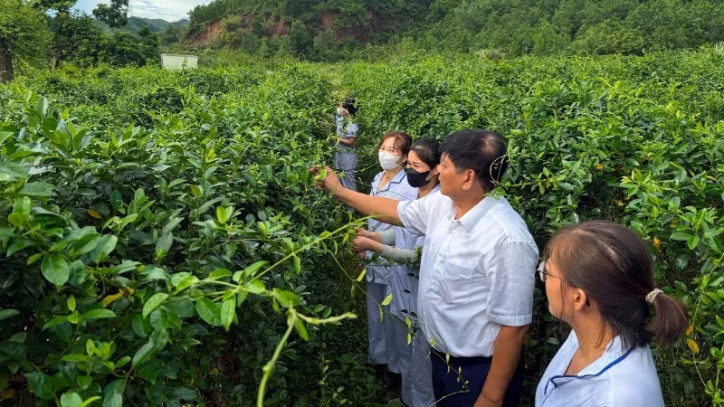 Pham Viet Trung introduces the properties and effects of the Gymnema sylvestre plant.