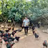 Farmers in Hoan Long commune, Hung Yen province, raise Dong Tao chickens in accordance with VietGAP standards.