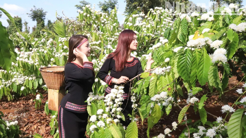 Coffee production has brought a prosperous life to the indigenous people in the Central Highlands. Coffee production has brought a prosperous life to the indigenous people in the Central Highlands.