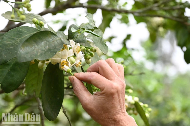 For additional pollination, people use pollen from other grapefruit trees to sweep onto the pistils of the Phuc Trach grapefruit flowers. For additional pollination, people use pollen from other grapefruit trees to sweep onto the pistils of the Phuc Trach grapefruit flowers.