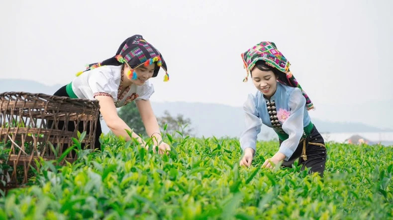 Lai Chau develops comprehensively and firmly. Lai Chau develops comprehensively and firmly.