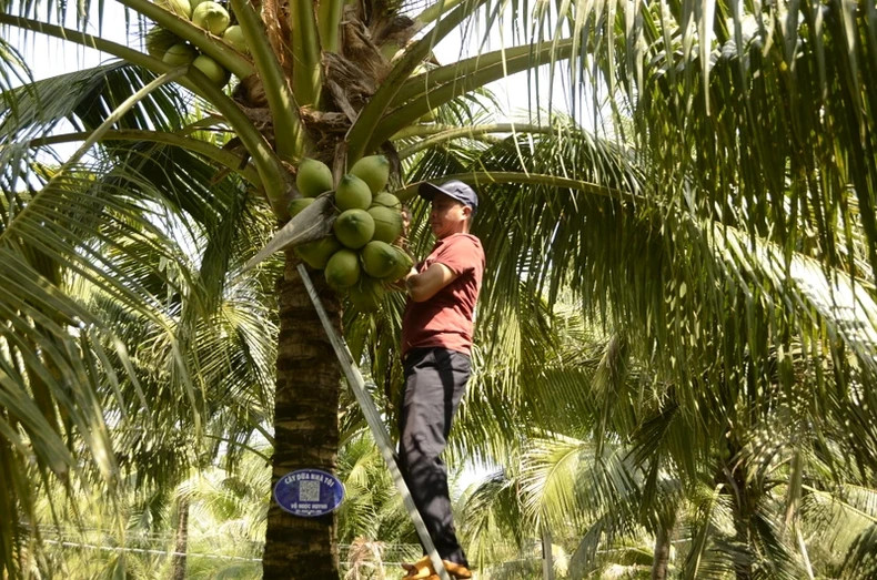 Currently, traders are searching all over the coconut gardens to buy, however, there is not enough output to supply the market.