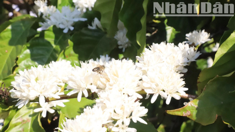 The coffee flower season in the Central Highlands usually blooms in 3-4 batches and continues until the end of spring. The coffee flower season in the Central Highlands usually blooms in 3-4 batches and continues until the end of spring.