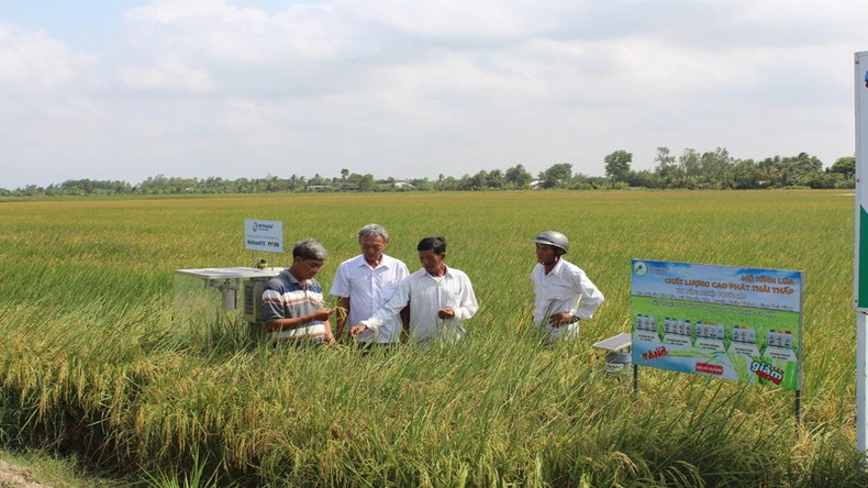 Farmers inspect rice in the pilot model of 1 million hectares of high-quality rice in Tra Vinh province. Farmers inspect rice in the pilot model of 1 million hectares of high-quality rice in Tra Vinh province.