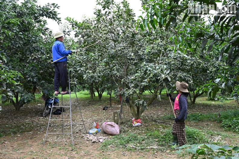 The pollination stage for grapefruit flowers requires meticulousness and carefulness. The pollination stage for grapefruit flowers requires meticulousness and carefulness.
