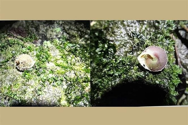 “Oc non Son Doong” (Son Doong cone snail) is first recorded species of land gastropods in Vietnam (Photo: VNA)