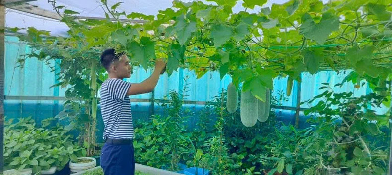 Truong Sa soldiers are taking care of the vegetable garden