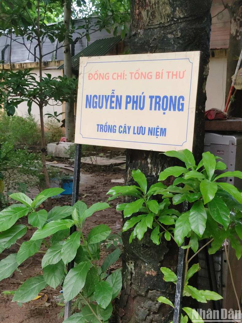 The sesame tree, which General Secretary Nguyen Phu Trong planted when he visited Nguyen Gia Thieu High School in 2014 is still growing lushly on the school campus. The sesame tree, which General Secretary Nguyen Phu Trong planted when he visited Nguyen Gia Thieu High School in 2014 is still growing lushly on the school campus.