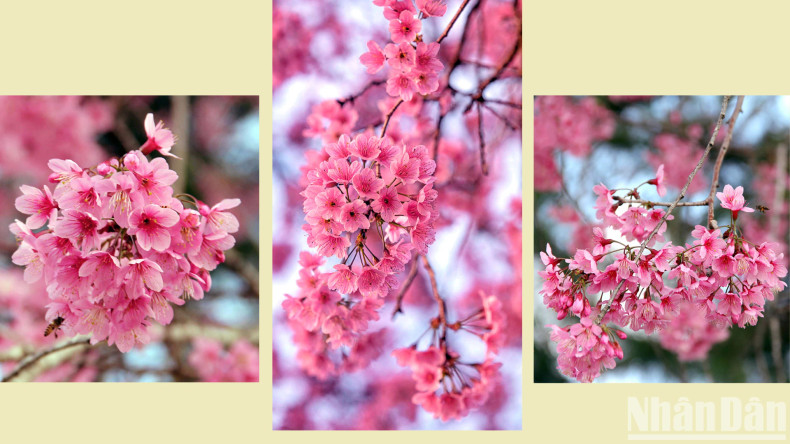 The mountainous city is filled with the colours of Mai anh dao.