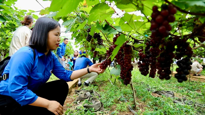 The vineyard attracts large numbers of tourists, especially children.