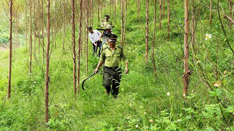 Forest rangers coordinate with forest owners to patrol and protect large timber forests in Dong Vuong Commune, Yen The District, Bac Giang Province. (Photo: Vu Sinh)