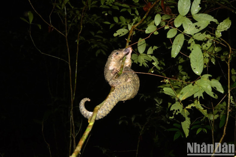 Indeed, for young people in big cities nowadays, they can't see fireflies anymore, so no matter how big or small, these are still rare experiences that are hard to find in everyday life.