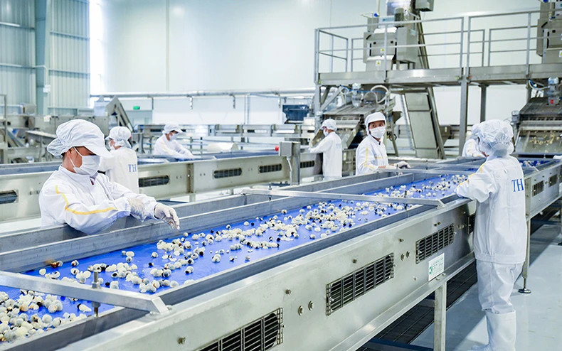 Processing fresh fruits and herbs at the TH Group factory (Van Ho district, Son La province). (Photo: Tue Linh)