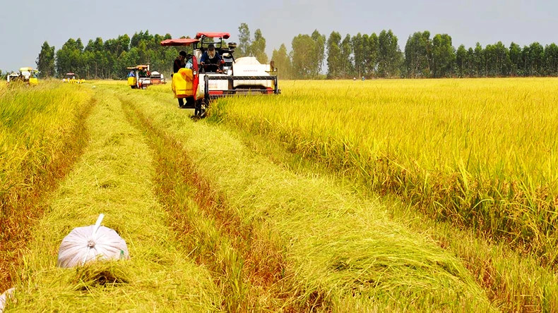 Harvesting rice in Thanh Phu Commune, Vinh Thanh District, Can Tho City. (Photo: Phuong Nghi) Harvesting rice in Thanh Phu Commune, Vinh Thanh District, Can Tho City. (Photo: Phuong Nghi)