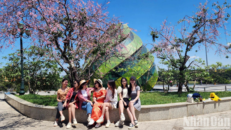 In the middle of April, walking around some streets in the inner city of Da Lat, such as Tran Hung Dao, Ho Tung Mau, Pham Ngu Lao, Hung Vuong and Tran Phu, or walking among the pine hills in the inner city, many people enjoy “out of season” Mai anh dao.