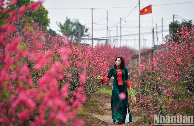 Every year-end, this place attracts a large number of visitors to buy peaches or take photos to capture beautiful moments.
