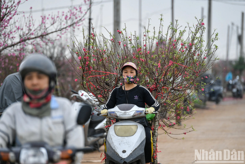 Peach growers begin harvesting, are busy cutting branches, and ship them directly to customers who order in advance.