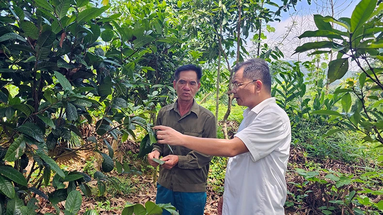 Head of the Department of Agriculture of Ba Che District (Quang Ninh) Vi Thanh Vinh talks with a family growing yellow tea. (Photo: Thanh Mai)