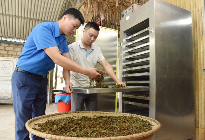 Member of Hong Ha Cooperative in Bang Phuc Commune, Cho Don District, Bac Kan Province checks tea quality. (Photo: An Khanh)
