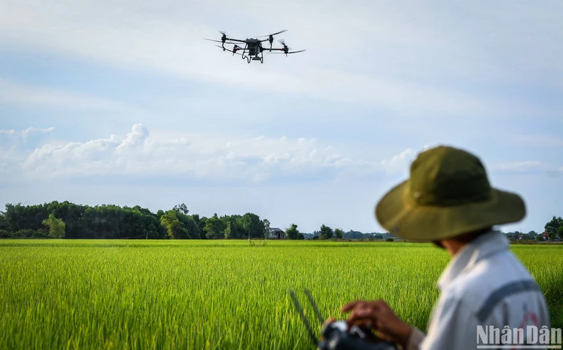 Organic rice is regularly cared for by technical staff to ensure that the plants are free of pests and diseases, achieving the best yield.