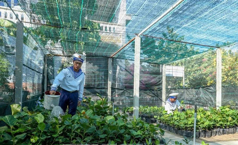 Square-fruited banyan tree nursery on Song Tu Tay Island.