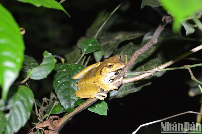 Tourists can take photos freely here, however they should not turn on the flash and must remain quiet so as not to affect the night hunting of wild animals.