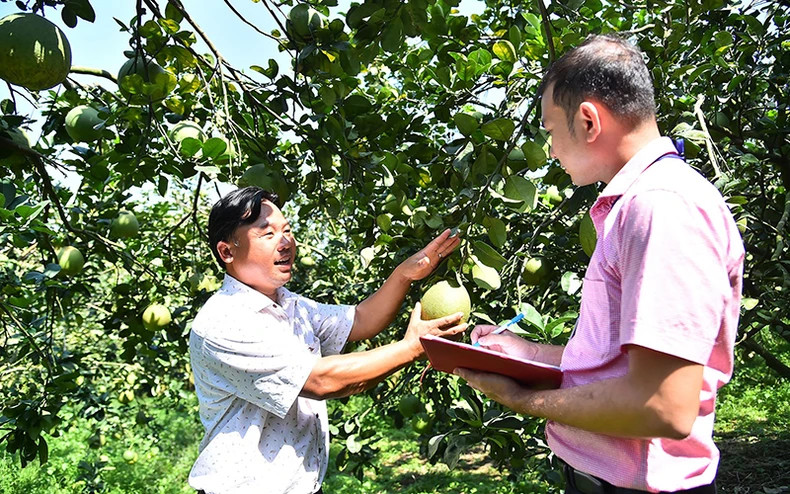 The grapefruit growing model of Dan Tien Cooperative (Tan Dinh Commune, Bac Tan Uyen District, Binh Duong Province) helps members have a stable income. (Photo: MY HA)