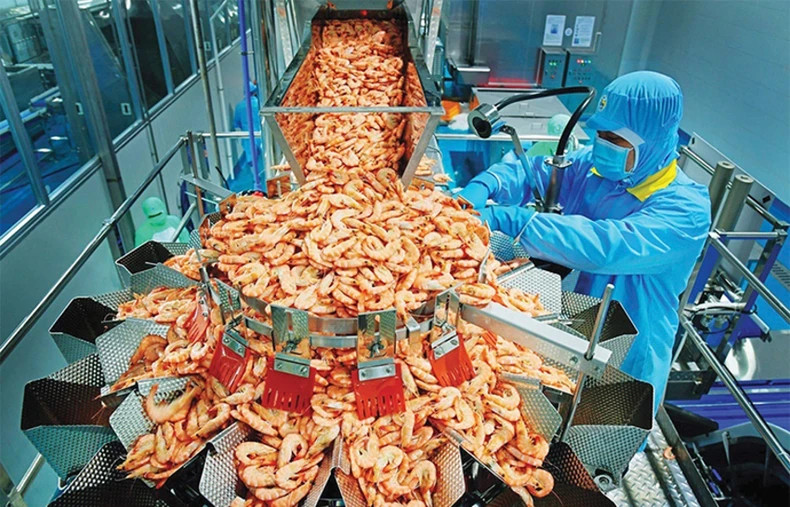 Shrimp processing for export. Shrimp processing for export.