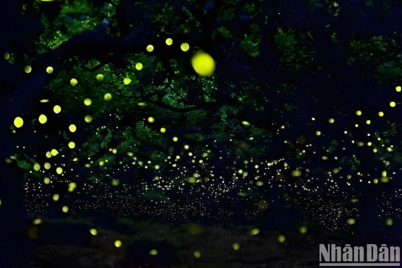 Every April and May, the firefly season begins, causing everyone who comes to Cuc Phuong to wish to see them.