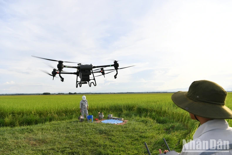 The plane sprays the egg-milk mixture a second time to gradually grow the rice embryos, and the mixture penetrates directly into the rice grains.