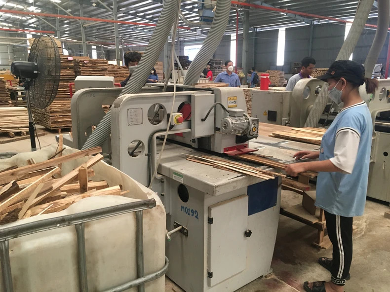 Investing in equipment to develop a modern wood processing industry. (Photo: Dung Minh)
