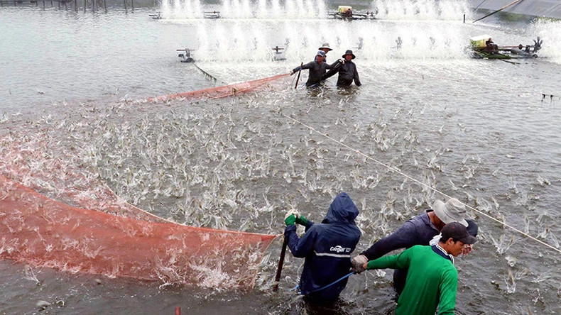 Harvesting shrimp farmed using a high-tech model in Soc Trang Province. (Photo: Trung Hieu)