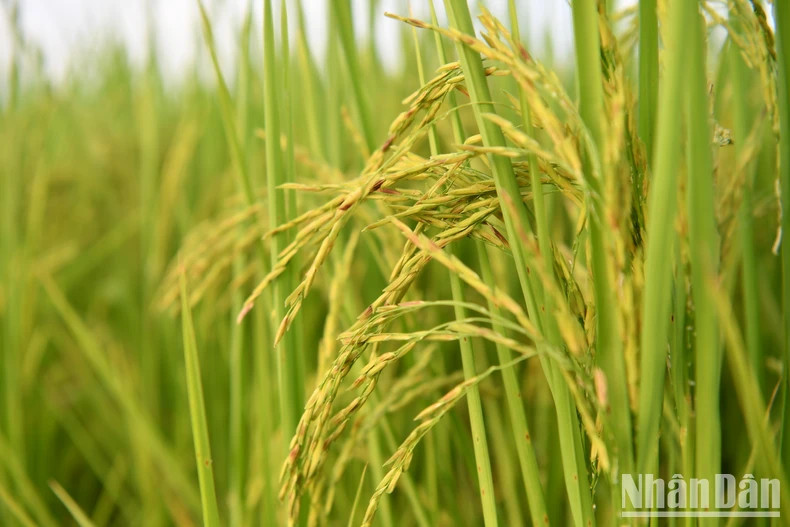 Organic rice in Vinh Linh District, Quang Tri Province.