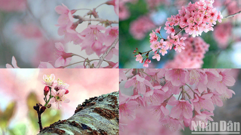 This flower was given its name because its branches and trunk look like a peach tree, while its flowers are like those of the apricot, with five pointed bills, and the tree’s posture is like the Japanese Anh dao (cherry blossom) tree.