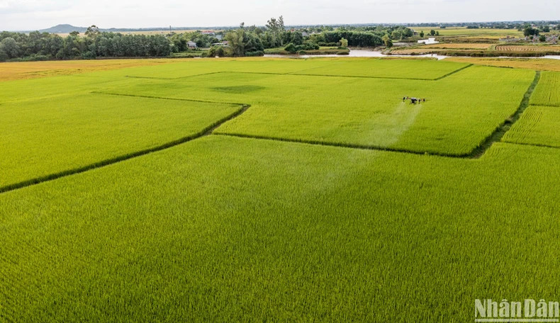 The rice fields yield good harvests after the season, bringing economic benefits to local people.
