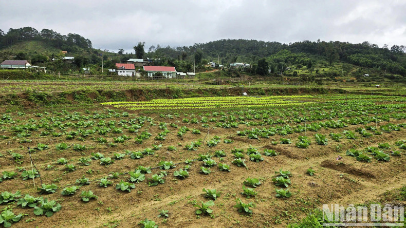 The vegetables and tubers are growing well, promising a bumper harvest for farmers.