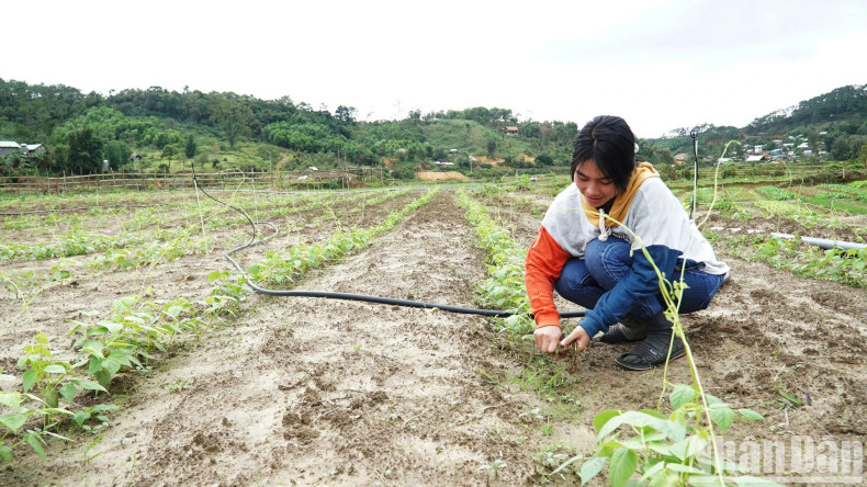 Y Loi was excited when she decided to switch crops to growing cold-climate vegetables and tubers.