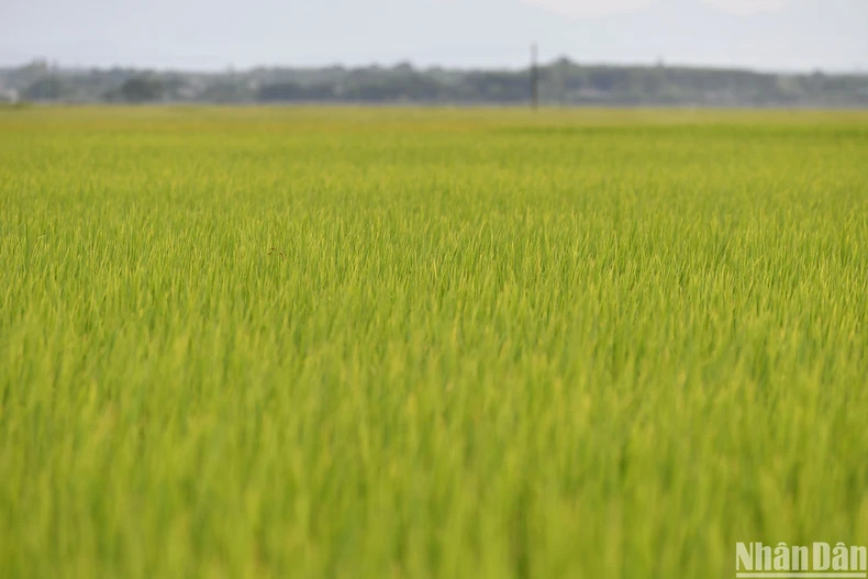 Organic rice fields in Tien My Village, Vinh Lam Commune, Vinh Linh District, Quang Tri Province.