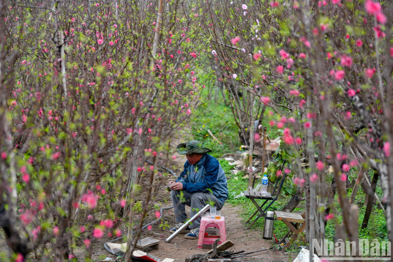 Peaches in the garden have several prices, with small peach branches starting from about 200,000 VND/per branch and medium types costing from 1-3 million VND per branch.