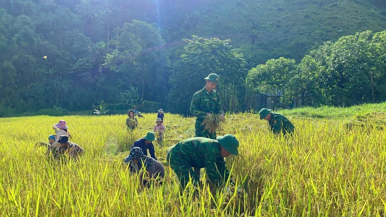 The Border Guard also helps people harvest the summer-autumn rice crop to avoid floods. The Border Guard also helps people harvest the summer-autumn rice crop to avoid floods.