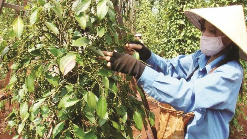 Agricultural export products are enjoying great price benefits. Agricultural export products are enjoying great price benefits.