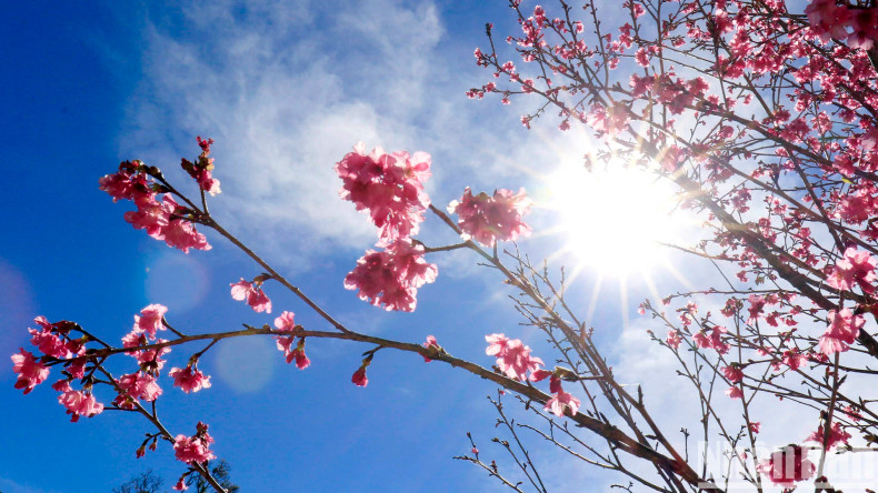 This delicate five-petal pink flower always attracts tourists.