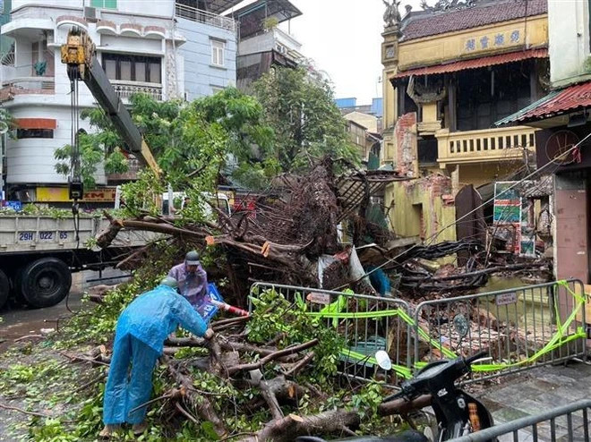 A uprooted tree in Hanoi due to the storm impact. (Photo: VNA) A uprooted tree in Hanoi due to the storm impact. (Photo: VNA)
