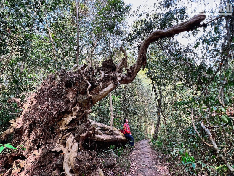 The forest in Nam Cat Tien is strictly protected, even the fallen trees due to erosion, rainstorms, etc., will be kept intact.