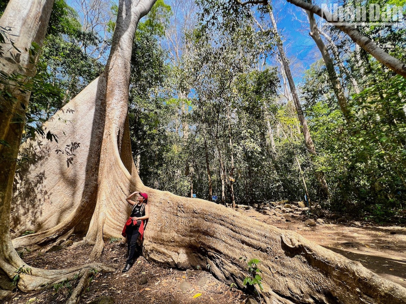 An ancient tree which is more than 400 years old with a height of over 30 metres, roots over 20 metres long, and about 20 people standing around to cover the circumference. Only about 800m from the National Park gate, this is the check-in point for most visitors to Nam Cat Tien.