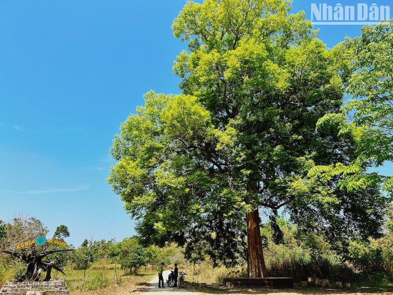 A tree in front of the Nui Tuong Ranger Station.