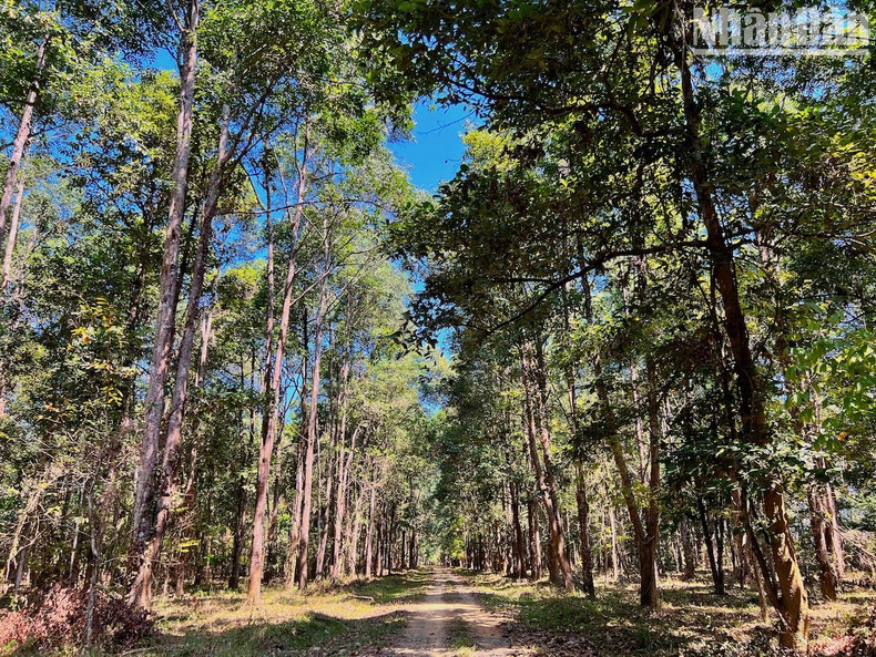 The small road through the forest is about 20km long, always shady with trees and tinkling with the sound of cicadas.