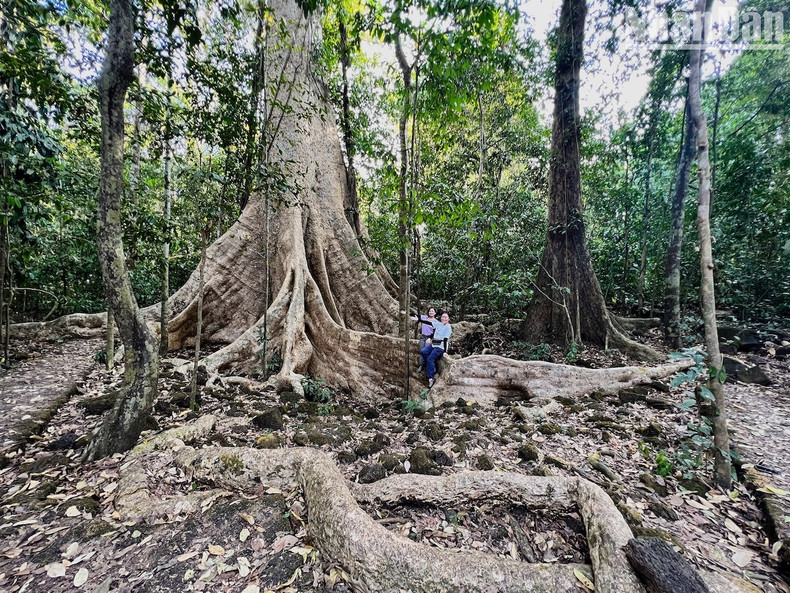 Standing in front of ancient trees with a lifespan of several centuries, maybe more than half a millennium, amid vast green forests, people will probably feel how small they are and feel their souls relax.